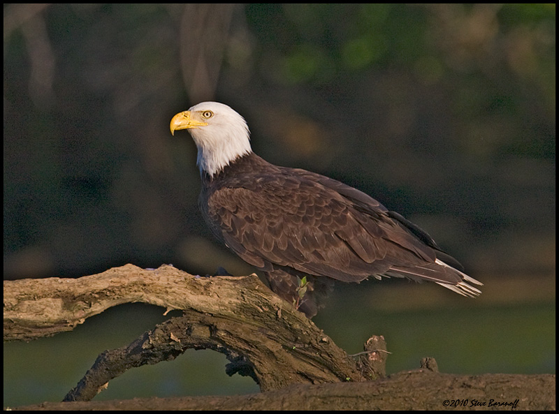 _0SB0517 american bald eagle.jpg